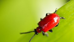 كيف تؤمن الخنفساء طعام صغارها ؟