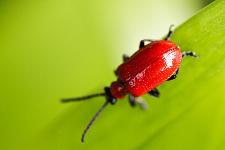 كيف تؤمن الخنفساء طعام صغارها ؟