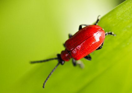 كيف تؤمن الخنفساء طعام صغارها ؟