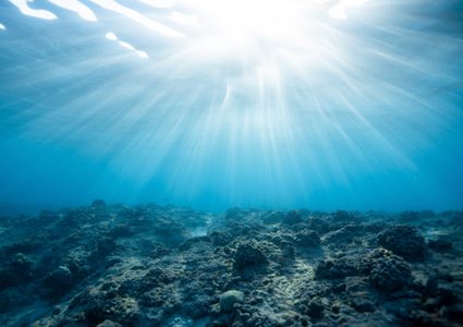 اكتشاف ديدان مخيفة قفزت من قاع البحر