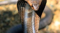 كيف طورت الكوبرا سمها القاتل ؟