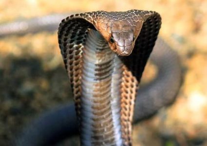 كيف طورت الكوبرا سمها القاتل ؟