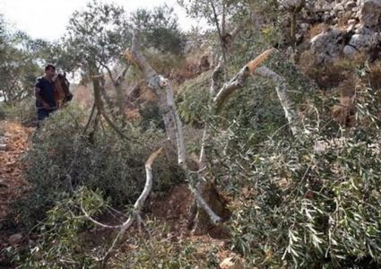 إعادة زراعة غابة عينون غدا ردا على مجزرة الاحتلال