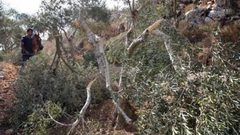إعادة زراعة غابة عينون غدا ردا على مجزرة الاحتلال
