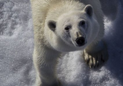 شاهد.. متزلج يهرب من دب وسط الثلوج