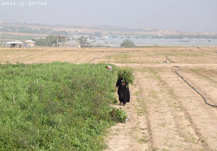 جانب من أعمال المزارعين في بيت لاهيا شمال قطاع غزة

تصوير: عمر القطاع