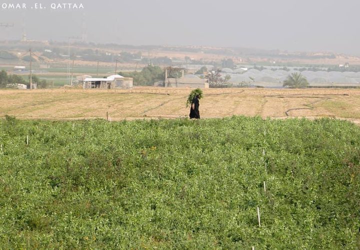 جانب من أعمال المزارعين في بيت لاهيا شمال قطاع غزة

تصوير: عمر القطاع