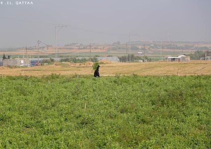 مزارعون يعملون بأراضيهم في بيت لاهيا شمال قطاع غزة