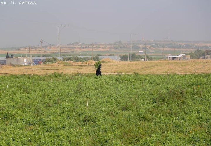 جانب من أعمال المزارعين في بيت لاهيا شمال قطاع غزة

تصوير: عمر القطاع