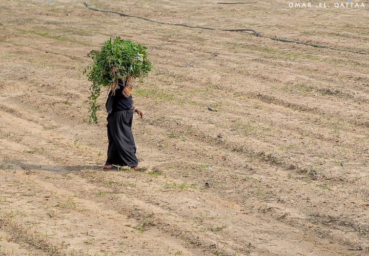 جانب من أعمال المزارعين في بيت لاهيا شمال قطاع غزة

تصوير: عمر القطاع