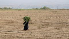 جانب من أعمال المزارعين في بيت لاهيا شمال قطاع غزة

تصوير: عمر القطاع