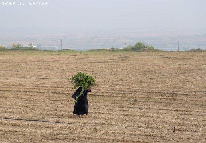 جانب من أعمال المزارعين في بيت لاهيا شمال قطاع غزة

تصوير: عمر القطاع