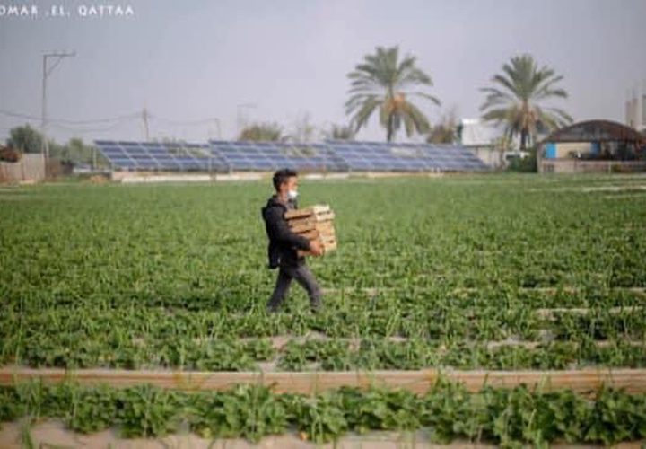 جانب من أعمال المزارعين في بيت لاهيا شمال قطاع غزة

تصوير: عمر القطاع