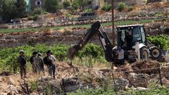 الاحتلال يقتلع عشرات أشجار الزيتون ويجرف أراضي جنوب بيت لحم