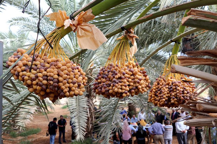 إعفاء تركي لـ3 الاف طن تمور سنوياً
