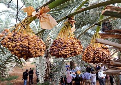 إعفاء تركي لـ3 الاف طن تمور سنوياً