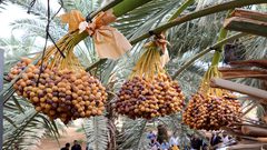 إعفاء تركي لـ3 الاف طن تمور سنوياً