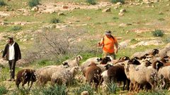 الخليل: مستوطنون يطلقون ماشيتهم في أراضي المواطنين