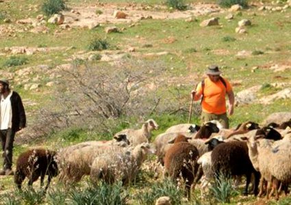 الخليل: مستوطنون يطلقون ماشيتهم في أراضي المواطنين