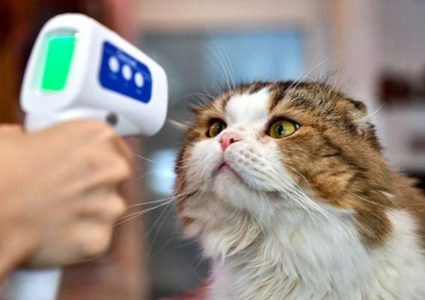 إصابة قط بفيروس كورونا في دول البلطيق