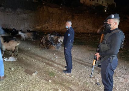 كشف ملابسات سرقة 126 رأس غنم في بيت لحم وإعادتها لصاحبها