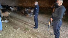 كشف ملابسات سرقة 126 رأس غنم في بيت لحم وإعادتها لصاحبها