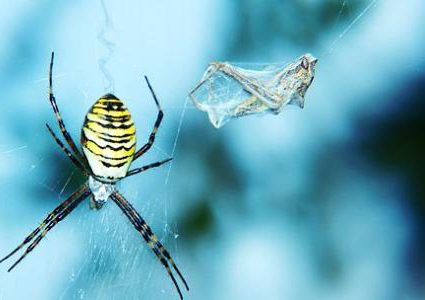 العناكب الكبيرة ذات الأرجل الطويلة تجتاح المنازل الأسترالية