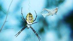 العناكب الكبيرة ذات الأرجل الطويلة تجتاح المنازل الأسترالية