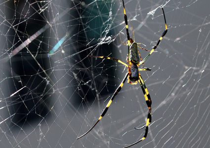 "طاعون العناكب" يجتاح المنازل الأسترالية.. وأمل وحيد للنجاة!