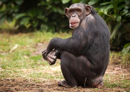 علماء يتوصلون إلى دليل محتمل لفهم مرض غامض يقتل الشمبانزي