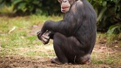 علماء يتوصلون إلى دليل محتمل لفهم مرض غامض يقتل الشمبانزي