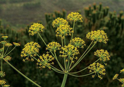 اكتشاف مستخلص نباتي فعال ضد فيروس كورونا