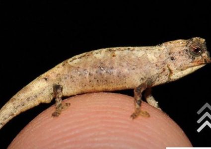 مدغشقر.. علماء يكتشفون حرباء بحجم بذرة عباد الشمس