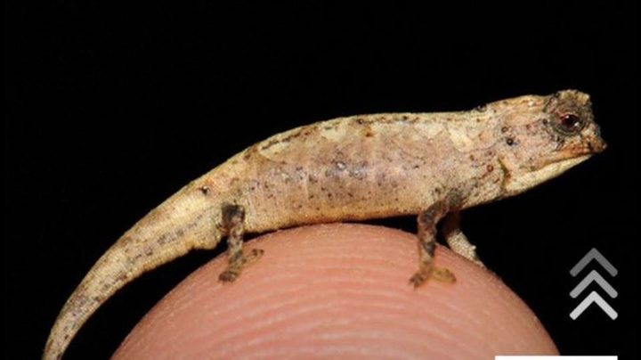 مدغشقر.. علماء يكتشفون حرباء بحجم بذرة عباد الشمس