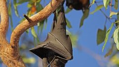 دراسة:الاحتباس الحراري سبب رئيسي في نشر فيروس كورونا