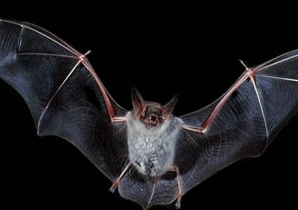 أسوأ من كورونا.. تحذيرات من جائحة "أشبه بالموت الأسود"