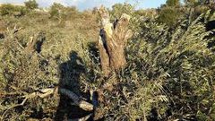 سلفيت: مستوطنون يقتلعون 30 شتلة زيتون ببلدة بروقين