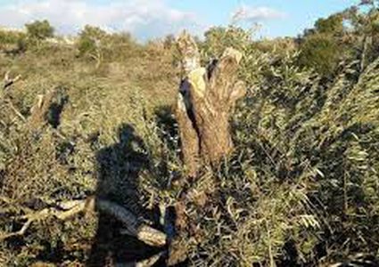 سلفيت: مستوطنون يقتلعون 30 شتلة زيتون ببلدة بروقين