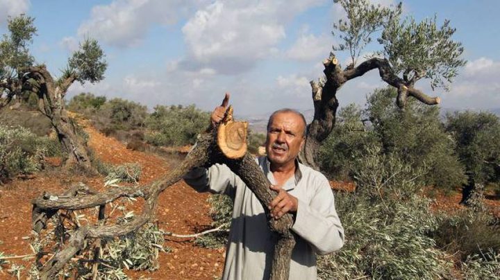 مستوطنون يقطعون 30 شجرة زيتون في بلدة كفر الديك