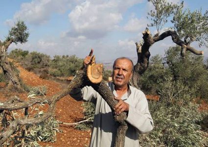 مستوطنون يقطعون 30 شجرة زيتون في بلدة كفر الديك