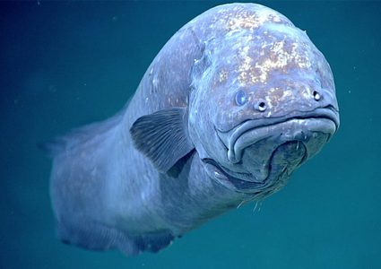 شاهد ثعبان البحر الغريب في المياه العميقة بخليج المكسيك