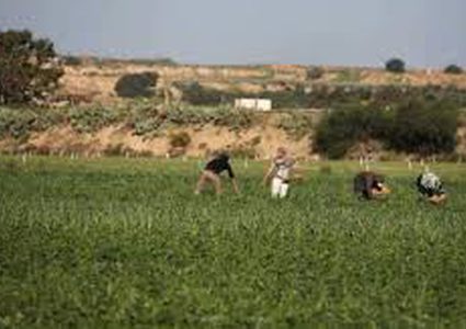 الاحتلال يستهدف المزارعين ورعاة الأغنام في غزة وخان يونس