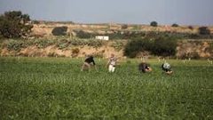 الاحتلال يستهدف المزارعين ورعاة الأغنام في غزة وخان يونس