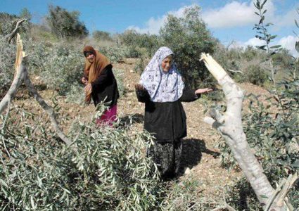 الخليل: مستوطنون يقطعون 50 شجرة زيتون شرق يطا