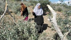 الخليل: مستوطنون يقطعون 50 شجرة زيتون شرق يطا