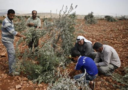 مستوطنون يقطعون 50 شجرة زيتون شرق بلدة يطا بالخليل