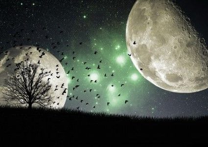 ما هي "أشجار القمر"  وأين توجد على الأرض؟