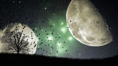 ما هي "أشجار القمر"  وأين توجد على الأرض؟