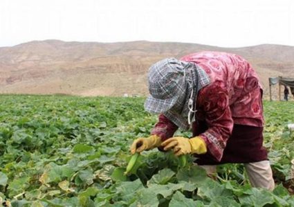 الزراعة تقدم مستلزمات للمواطنين في الأغوار الشمالية