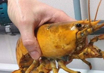 أميركي يصيد مخلوقا بحريا نادرا بلون "غريب"